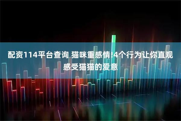 配资114平台查询 猫咪重感情!4个行为让你直观感受猫猫的爱意