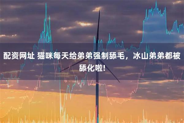 配资网址 猫咪每天给弟弟强制舔毛，冰山弟弟都被舔化啦!