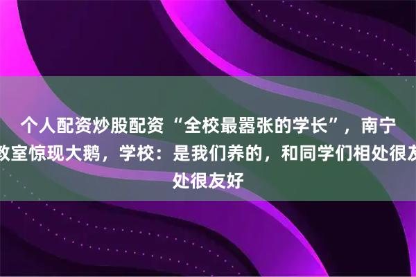 个人配资炒股配资 “全校最嚣张的学长”，南宁一教室惊现大鹅，学校：是我们养的，和同学们相处很友好