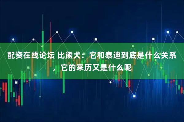 配资在线论坛 比熊犬：它和泰迪到底是什么关系，它的来历又是什么呢